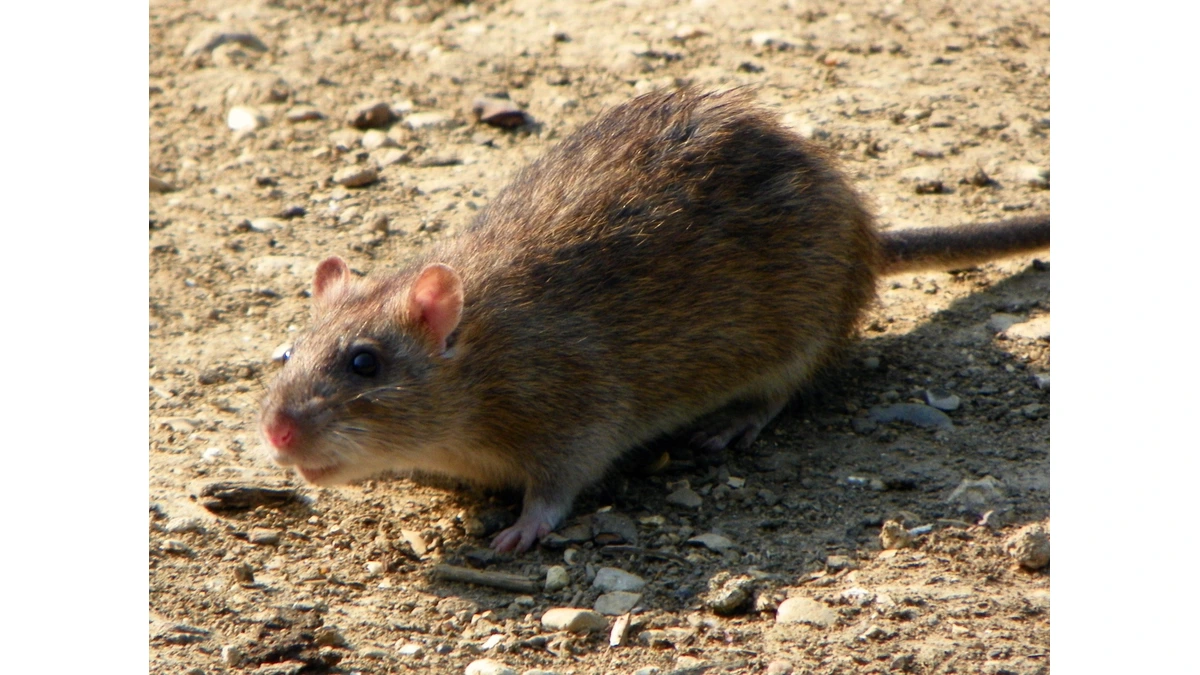 Wanderratte – Foto zur Bestimmung