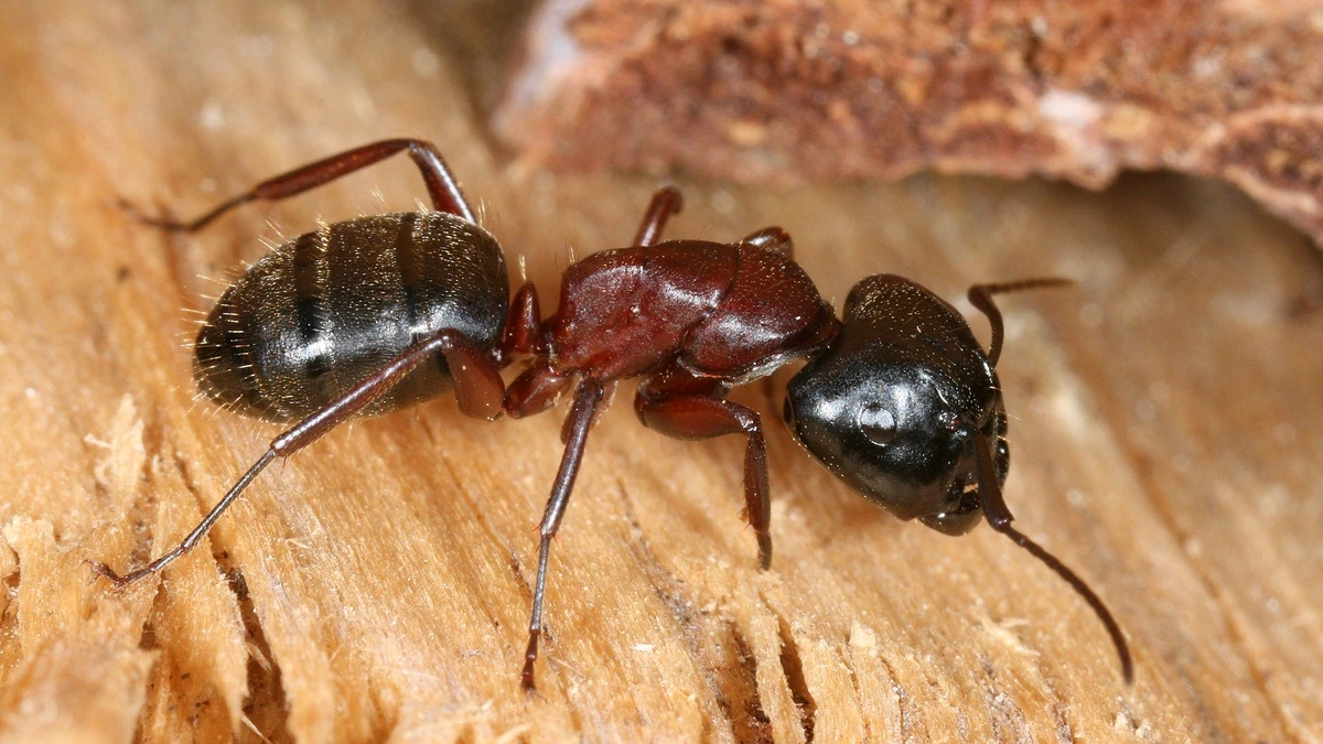 Rossameise (Camponotus) auf Holz – schwarzer Kopf und Hinterleib, rötlichbrauner Brustabschnitt