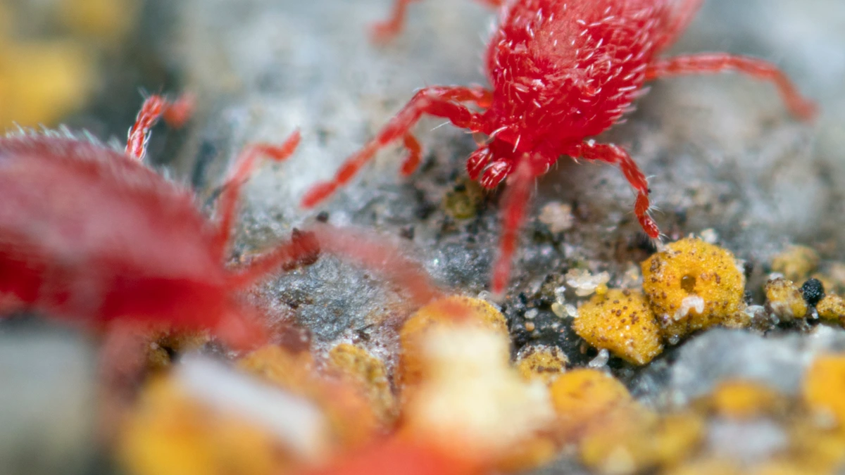 Samtmilbe (Rote Mauermilbe) – Foto zur Bestimmung