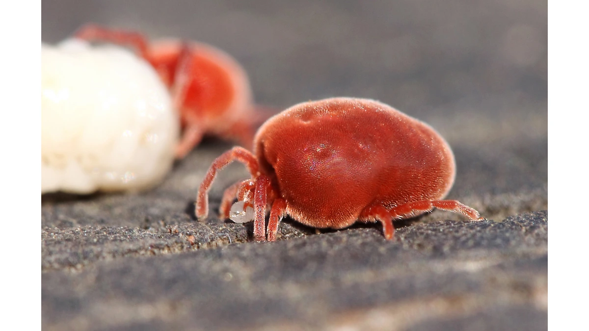 Große Rote Samtmilbe (Trombidium holosericeum) in Nahaufnahme – tiefrot, dicht behaart, mit acht Beinen