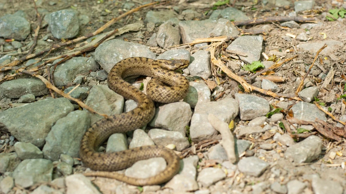 Schlingnatter zwischen grauen Steinen – schlanker graubrauner Körper mit zwei Reihen dunkler Flecken, runde Pupille, dunkler Streifen hinter dem Auge