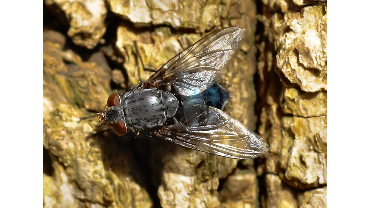 Schmeißfliege – Foto zur Bestimmung