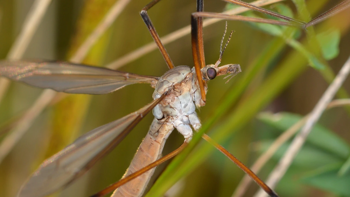 Nahaufnahme einer Wiesenschnake (Tipula paludosa) – langer schlanker Körper, sehr lange Beine, kurze stumpfe Schnauze ohne Stechrüssel