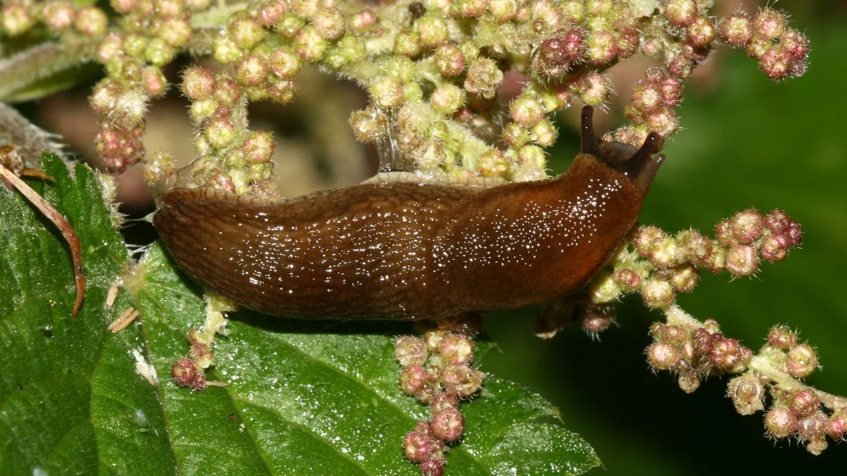 Bierschnegel auf Brennnesselblüten – gelblich-brauner Nacktschnegel mit dunkleren Flecken und blaugrauen Fühlern