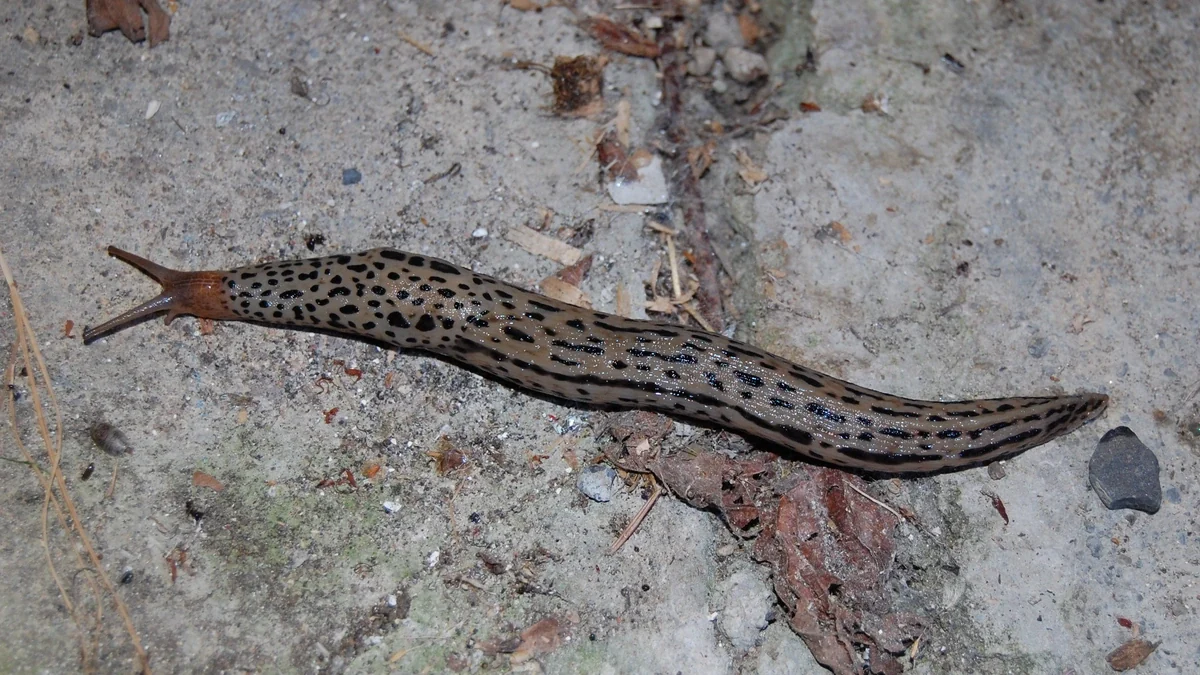 Tigerschnegel auf hellem Boden – lange, hell graubraune Nacktschnecke mit länglichen schwarzen Flecken und Streifen, zwei lange Fühler