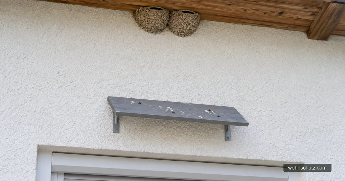 Schräg geneigtes graues Kotbrett mit Kotresten mit deutlichem Abstand unter zwei Mehlschwalbennestern an einer weißen Putzfassade, darunter ein sauberes Fenster mit Rollladen