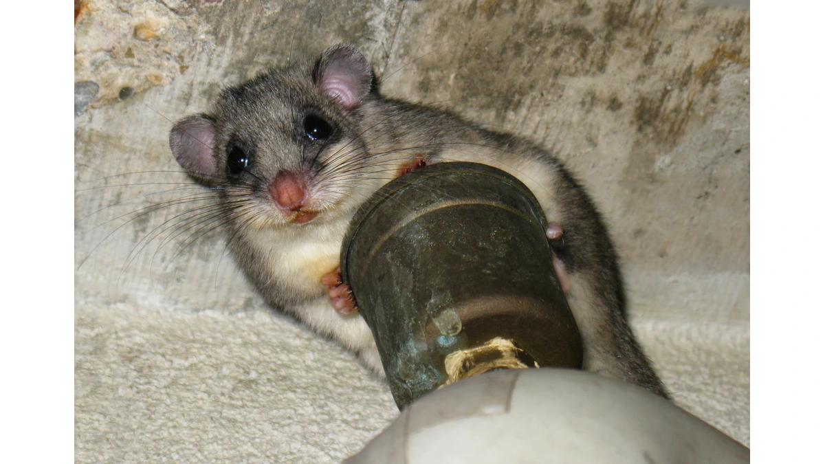 Siebenschläfer an einer Rohrdurchführung im Gemäuer – graues Fell, große schwarze Augen und buschiger Schwanz