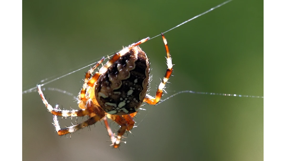 Kreuzspinne – Foto zur Bestimmung