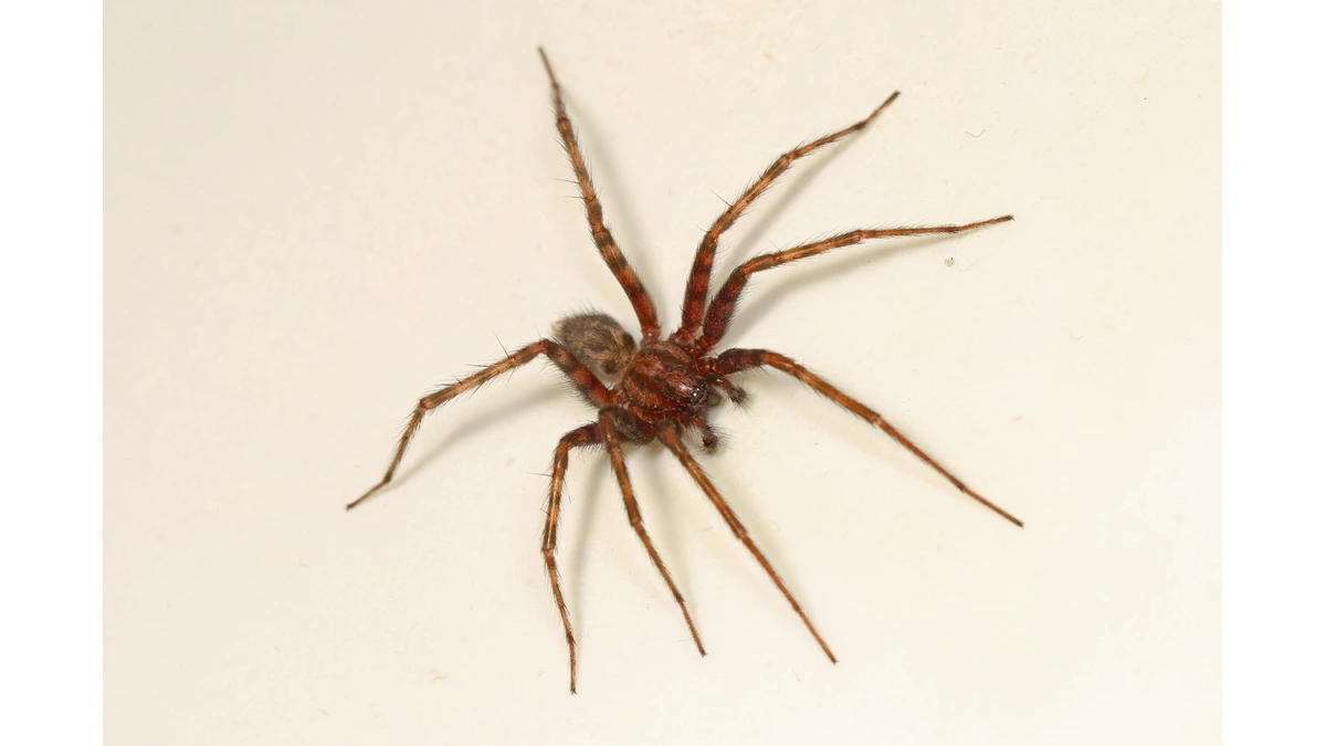 Große Hauswinkelspinne – Foto zur Bestimmung