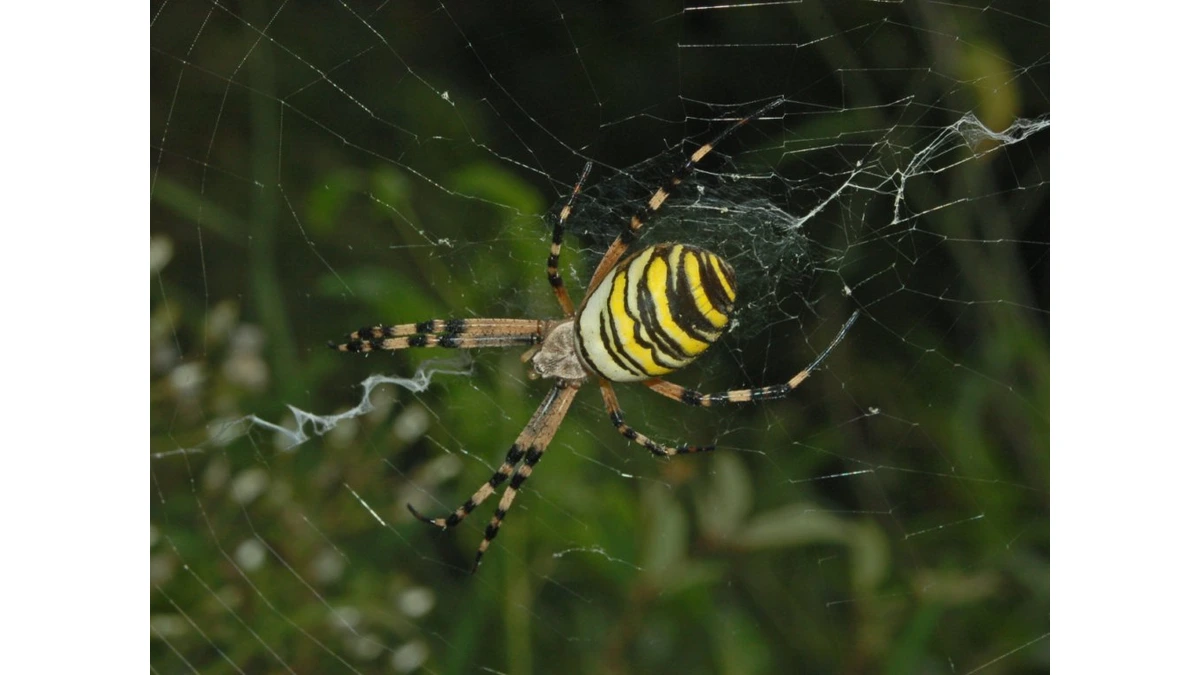 Wespenspinne (Argiope bruennichi) in ihrem Radnetz – gelb-schwarz-weiße Querstreifen auf dem Hinterleib und geringelte Beine