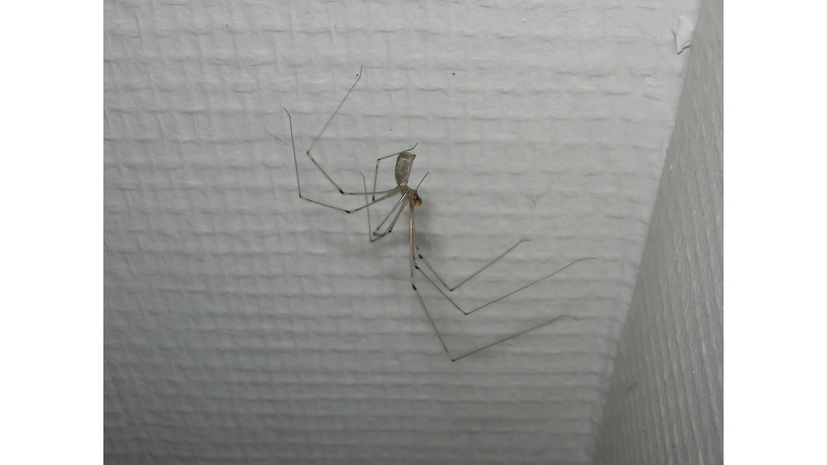 Zitterspinne – Foto zur Bestimmung