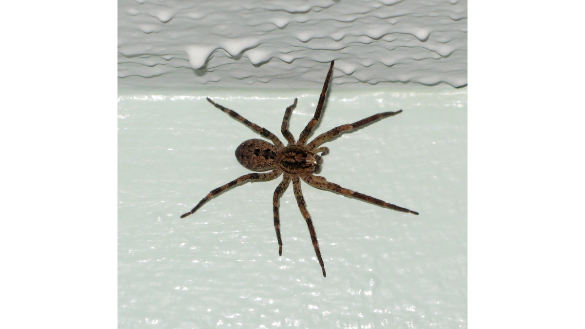 Nosferatu-Spinne (Zoropsis spinimana) an einer weißen Zimmerwand – groß, braun, ohne Netz