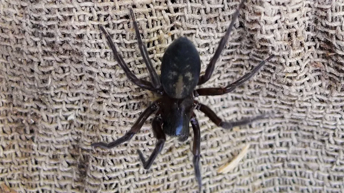 Kellerspinne – Foto zur Bestimmung