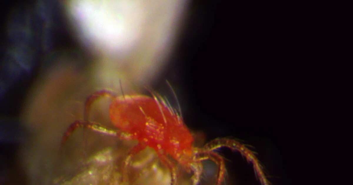 Raubmilbe (Phytoseiulus persimilis) – Foto zur Bestimmung
