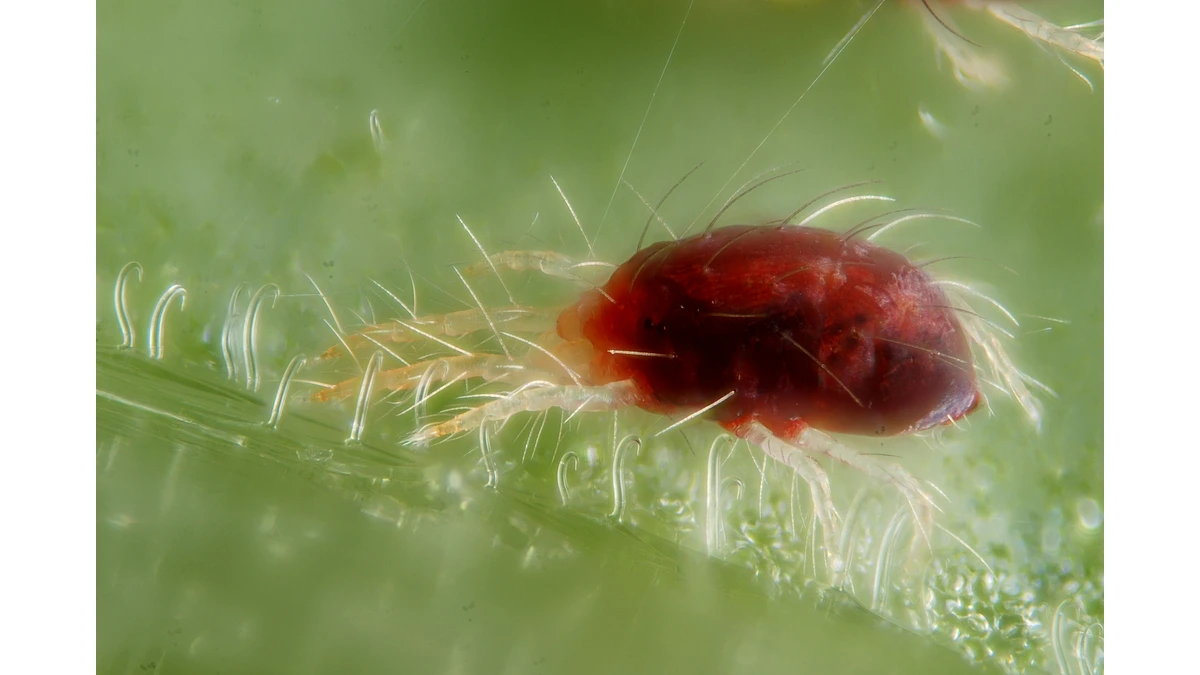 Spinnmilbe – Foto zur Bestimmung