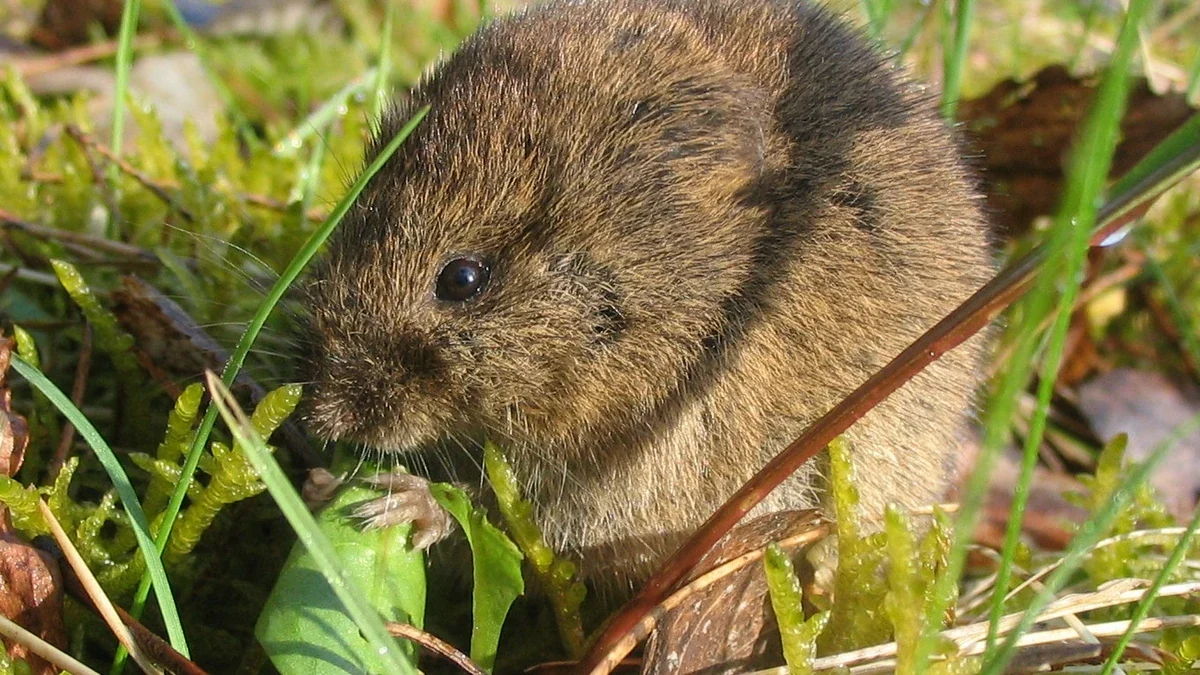 Feldmaus – Foto zur Bestimmung