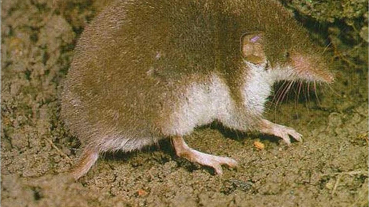 Feldspitzmaus (Crocidura leucodon) erkennen – dunkle Oberseite und scharf abgesetzter weißer Bauch, das entscheidende Unterscheidungsmerkmal