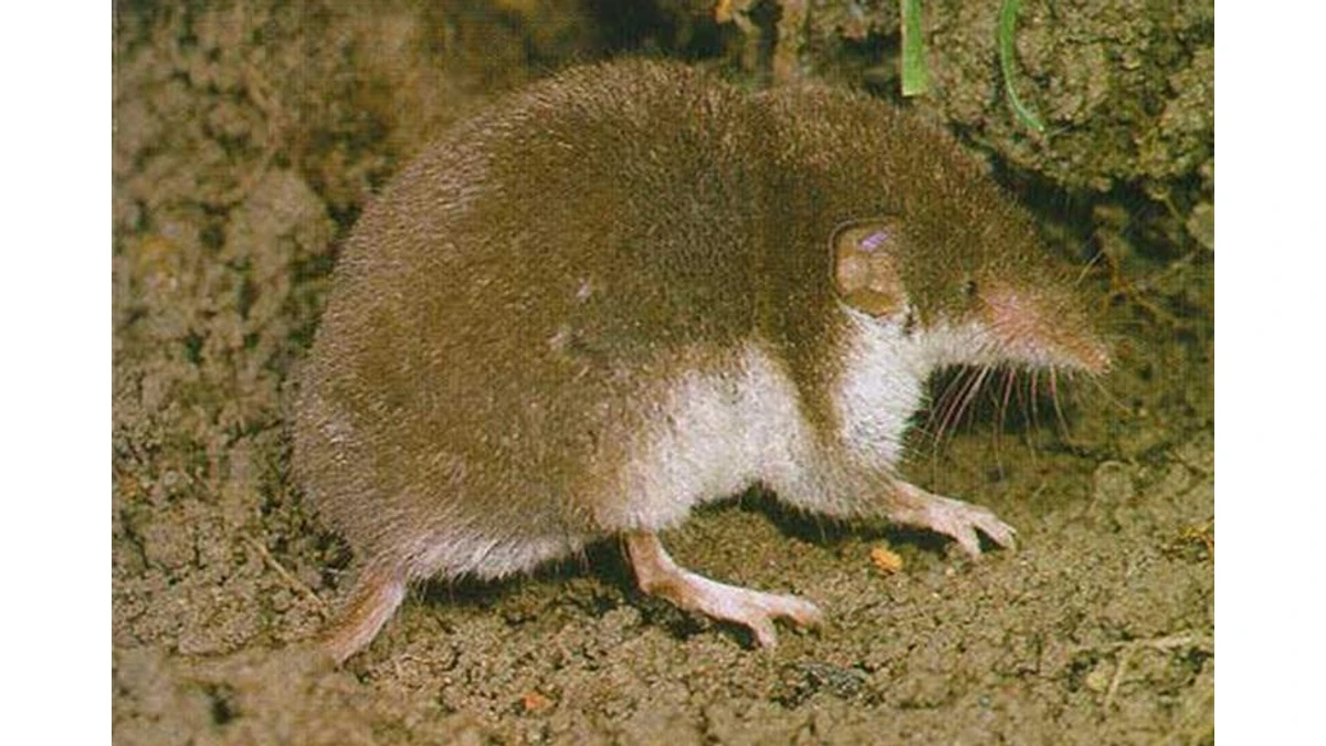 Spitzmaus – Foto zur Bestimmung