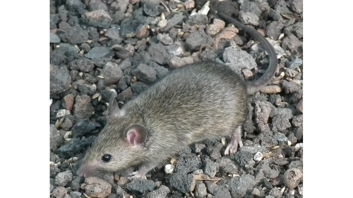 Hausmaus – Foto zur Bestimmung