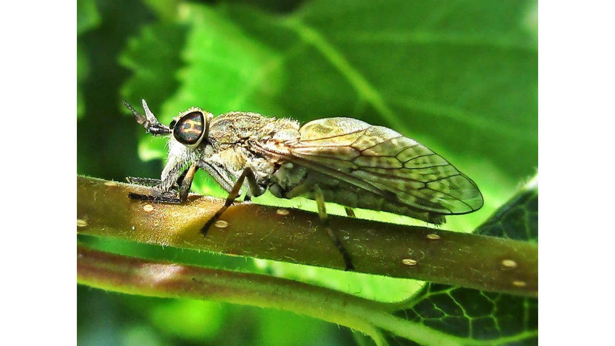 Regenbremse (Haematopota pluvialis) auf einem Zweig – gefleckte, dachförmig getragene Flügel und quergestreifte Augen