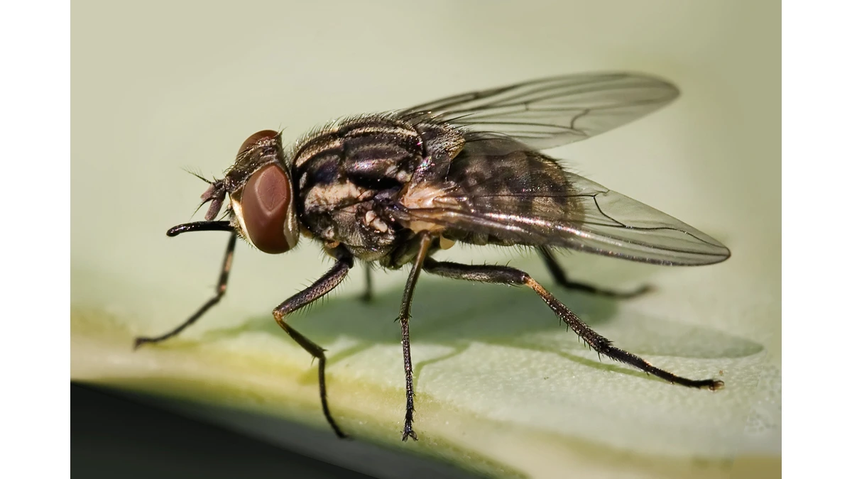 Wadenstecher (Stomoxys calcitrans) in Seitenansicht – der schwarze Stechrüssel ragt gerade nach vorn aus dem Kopf heraus