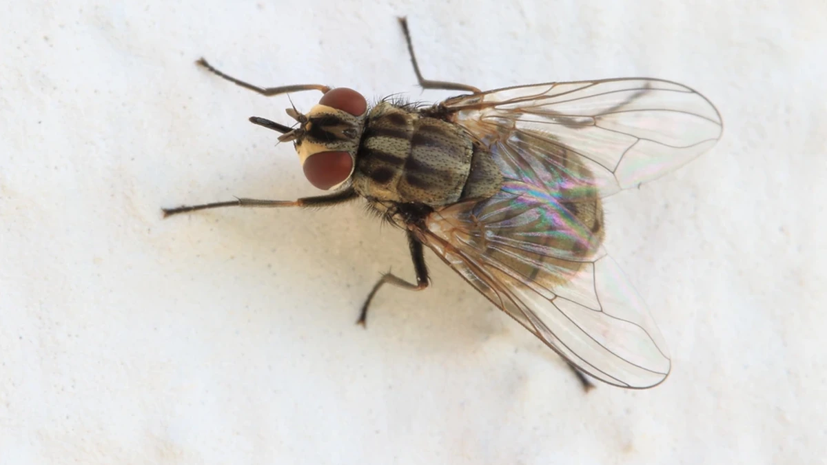 Stechfliege (Stomoxys calcitrans) von oben – kompakter, stubenfliegenartiger Körper mit schachbrettartig gemustertem Hinterleib und nach vorne ragendem Stechrüssel