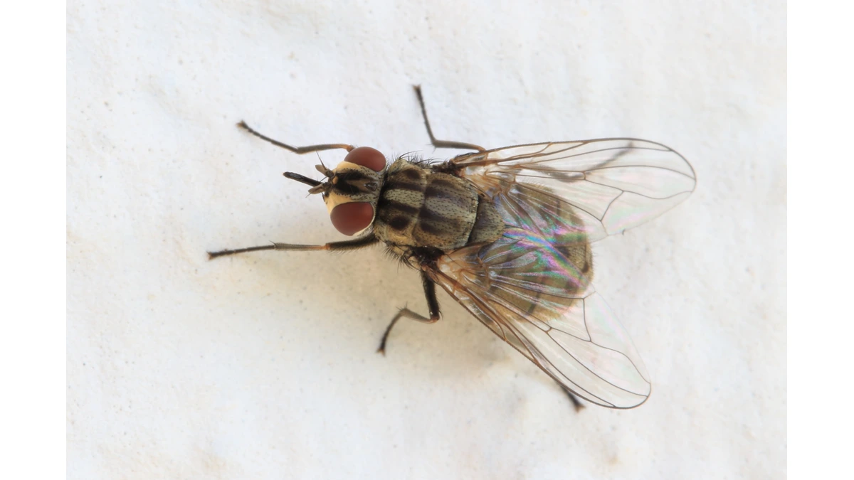 Stechfliege (Wadenstecher) – Foto zur Bestimmung