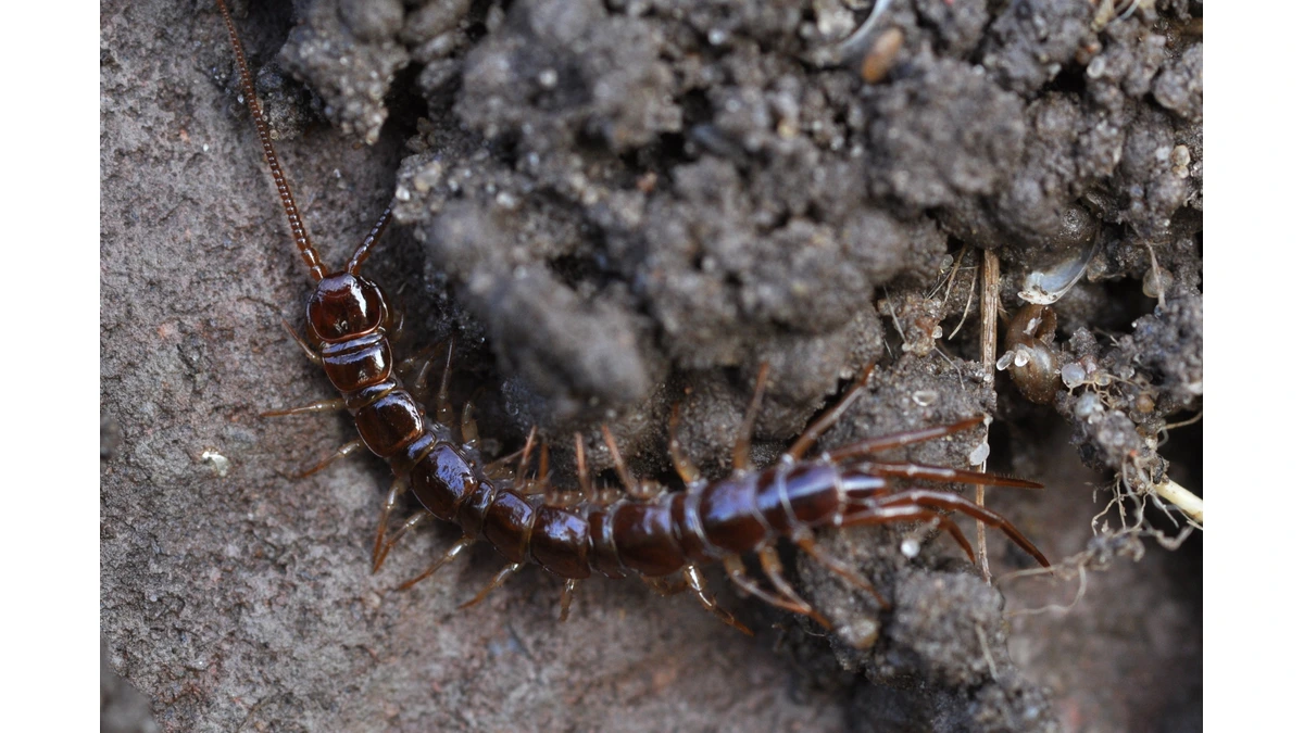 Steinläufer (Lithobius forficatus) auf Erde – abgeflachter rotbrauner Körper mit einem Beinpaar pro Segment und langen Fühlern