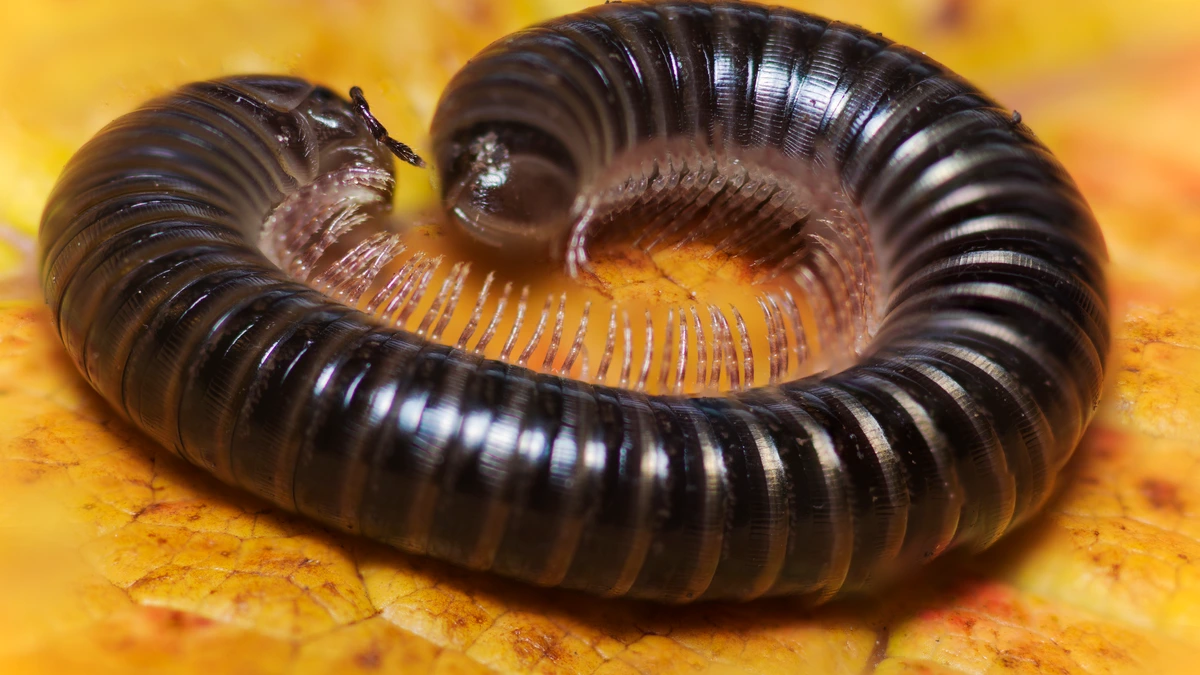 Schwarzer Schnurfüßer auf einem gelben Herbstblatt, halb eingerollt – glänzend schwarzer, drehrunder Körper mit Querringen und einer Reihe heller, fast weißer Beinchen an der Unterseite