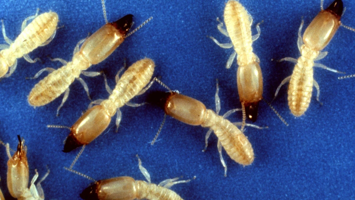 Gelbfußtermiten (Reticulitermes flavipes) – helle Arbeiter und Soldaten mit großem braunem Kopf