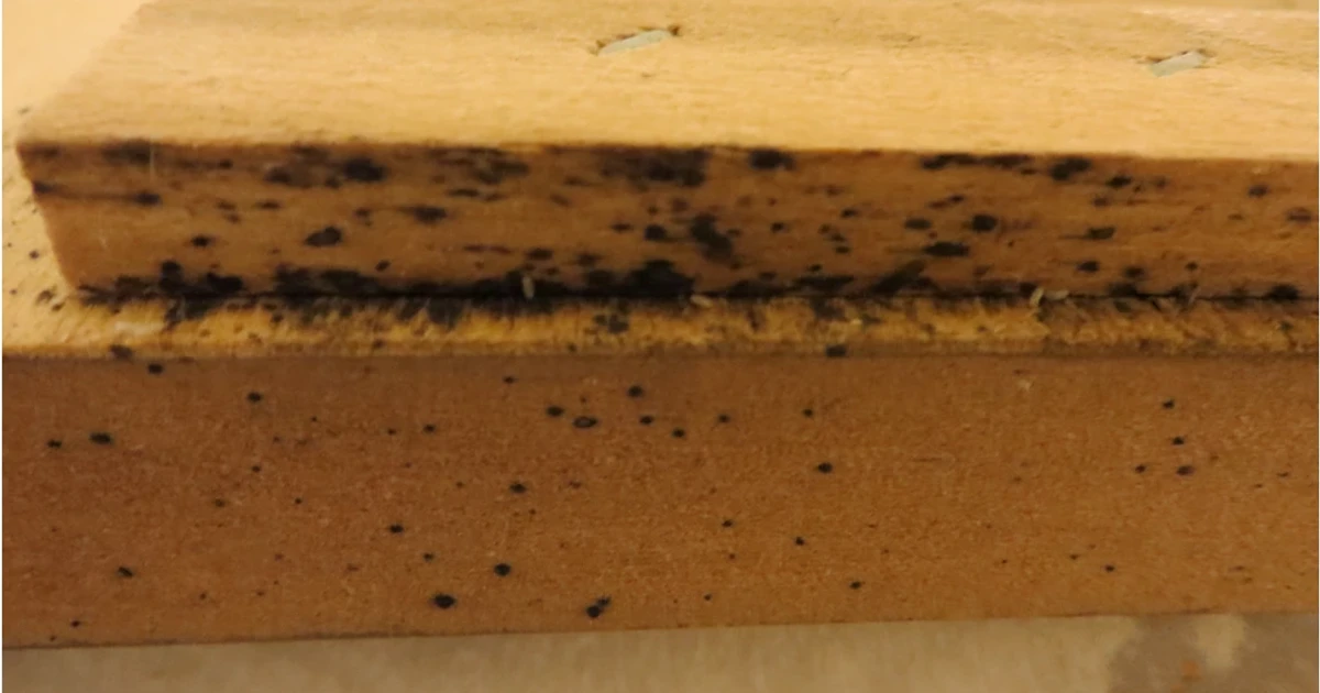Schwarze Kotpunkte der Bettwanze dicht an dicht auf der Kante eines hölzernen Lattenrostes