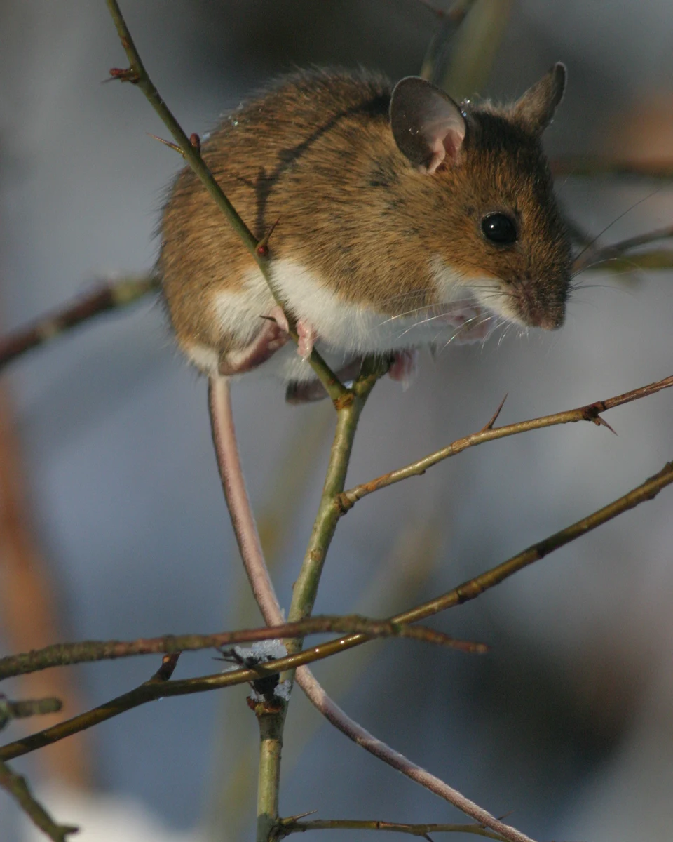Gelbhalsmaus (Apodemus flavicollis) auf einem Zweig – kräftig rotbraunes Fell, große Ohren, langer Schwanz