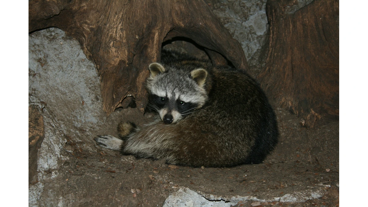 Waschbär – Foto zur Bestimmung