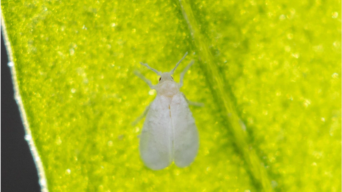 Erwachsene Weiße Fliege in Nahaufnahme auf einem grünen Blatt – weiß bestäubte Flügel, heller Körper, dunkle Augen