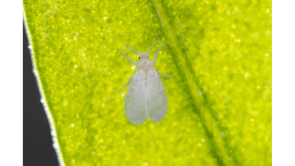 Weiße Fliege – Foto zur Bestimmung