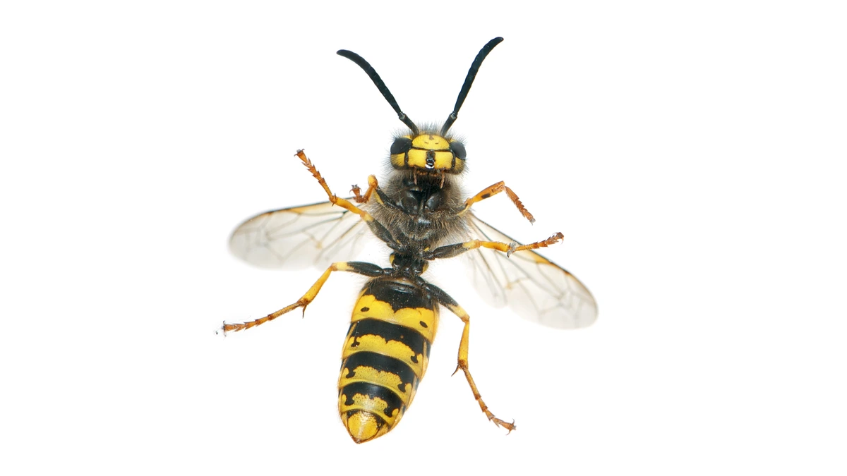 Deutsche Wespe (Vespula germanica) von oben auf weißem Grund – drei schwarze Punkte auf dem gelben Stirnschild deutlich sichtbar