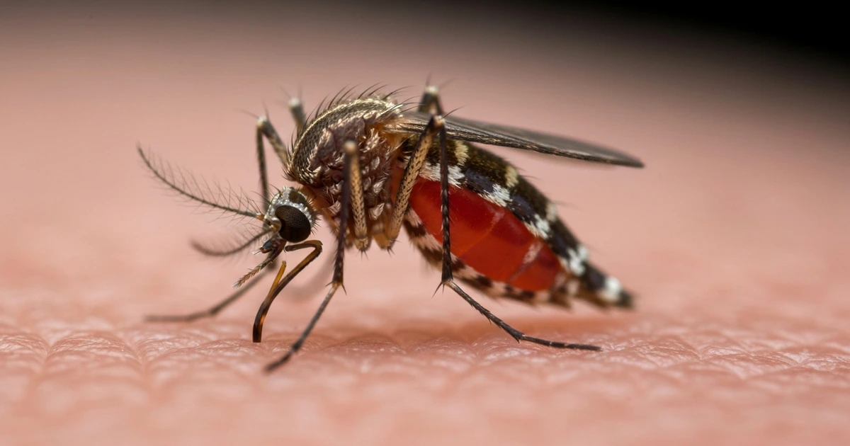 Culex pipiens Stechmücke – Hauptüberträger des West-Nil-Virus in Deutschland