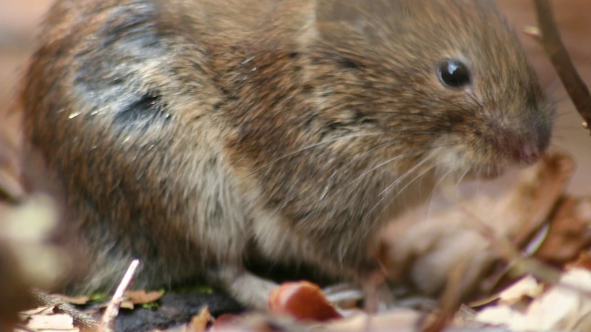 Schermaus (Arvicola amphibius) im Laub – gedrungener Körper, stumpfe Schnauze, kleine Augen und im Fell verborgene Ohren