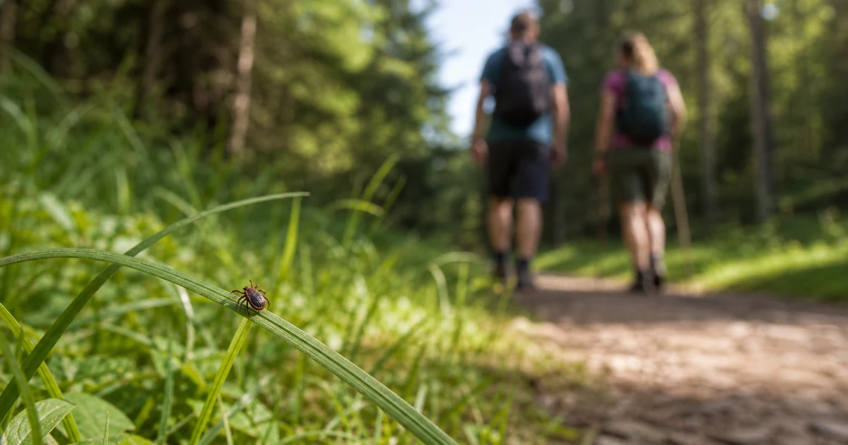 Zecke an einem Grashalm am bayerischen Waldweg mit Wanderern im Hintergrund